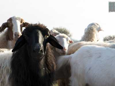 Il gregge � composto da quasi trecento animali